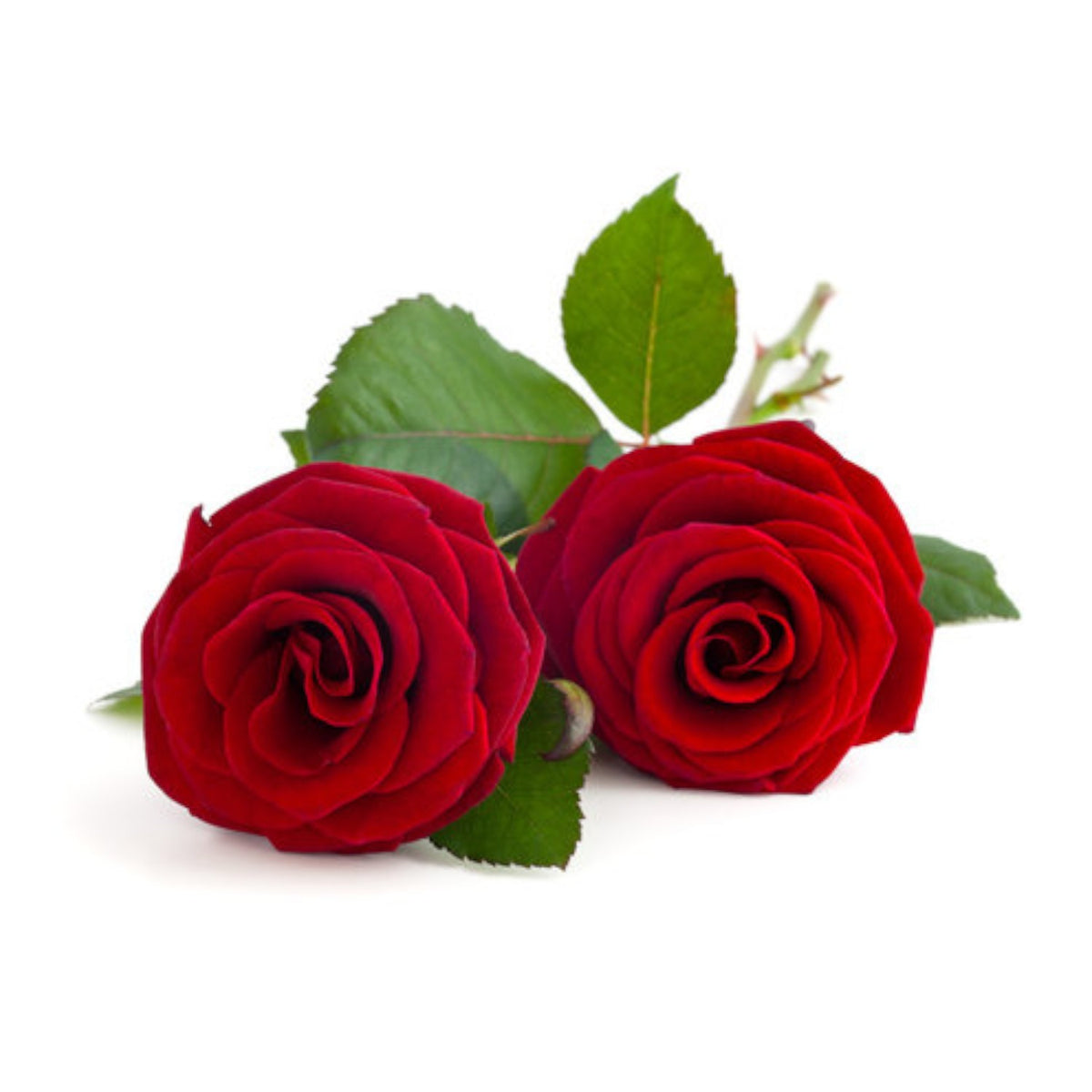 A pair of artificial red roses with green leaves.